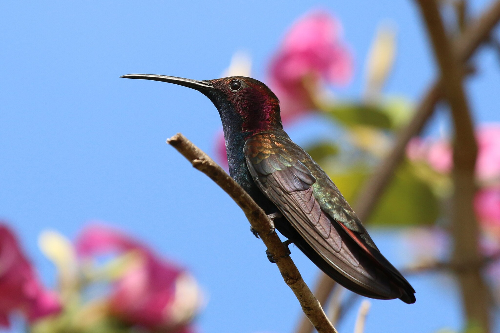 image Jamaican Mango